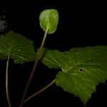 Dorstenia contrajerva Natur