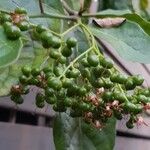 Ehretia cymosa Fruit