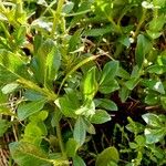 Salix breviserrata Likasa