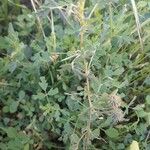 Medicago laciniata Συνήθη χαρακτηριστικά