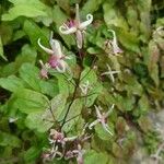 Epimedium grandiflorum Leaf