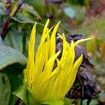 Inula helenium Kwiat