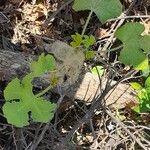 Cnidoscolus urens Leaf