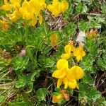 Lotus alpinus Flower