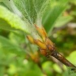 Sorbus aria Egyéb