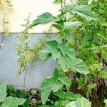 Althaea officinalis Blad