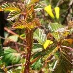 Rubus bertramii Blad