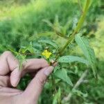 Ludwigia erecta Blüte