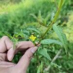 Ludwigia erecta Цветок