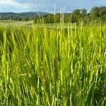 Hordeum vulgare Habit