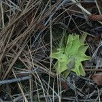 Pinguicula lutea Staniste