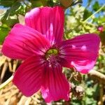 Malva assurgentiflora പുഷ്പം