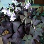 Oxalis triangularis Hábito