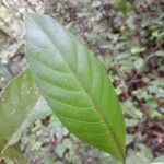 Palicourea quadrifolia Листок