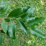 Duguetia lanceolata Folha