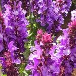 Salvia nemorosa Flor