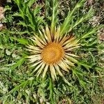 Carlina acanthifolia 花