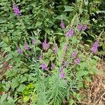 Linaria purpurea Vekstform