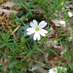 Moehringia ciliata Flower