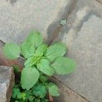 Amaranthus blitum 葉