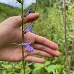 Lobelia puberula 葉