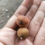 Ficus racemosa Fruit