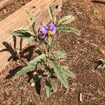 Solanum elaeagnifolium List