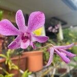 Dendrobium victoriae-reginae Cvet