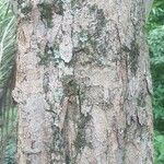 Pterocarpus rohrii Écorce