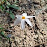 Narcissus serotinus Blomma
