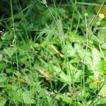 Carex buxbaumii Costuma