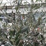 Olea europaea Folla