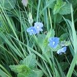 Veronica chamaedrys 花