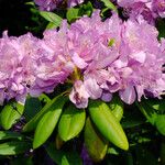 Rhododendron ponticum Кветка