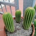 Echinopsis schickendantzii Hoja