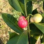 Cascabela gaumeri Fruit