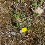 Taraxacum braun-blanquetii Flower