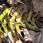 Polystichum acrostichoides ഇല