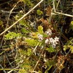 Caropsis verticillatoinundata Floare