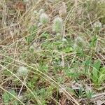 Trifolium arvense Libunga