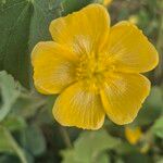 Abutilon mauritianum Lorea