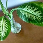 Dieffenbachia seguineList