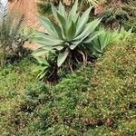 Agave attenuata পাতা