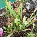 Sarracenia leucophylla 整株植物