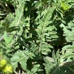Engelmannia peristenia Fulla
