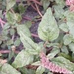 Amaranthus deflexus Feuille