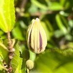 Grewia occidentalis Flower