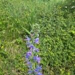 Echium vulgareFlower