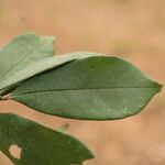 Baphia pubescens Φύλλο