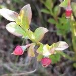 Vaccinium myrtillus Plod